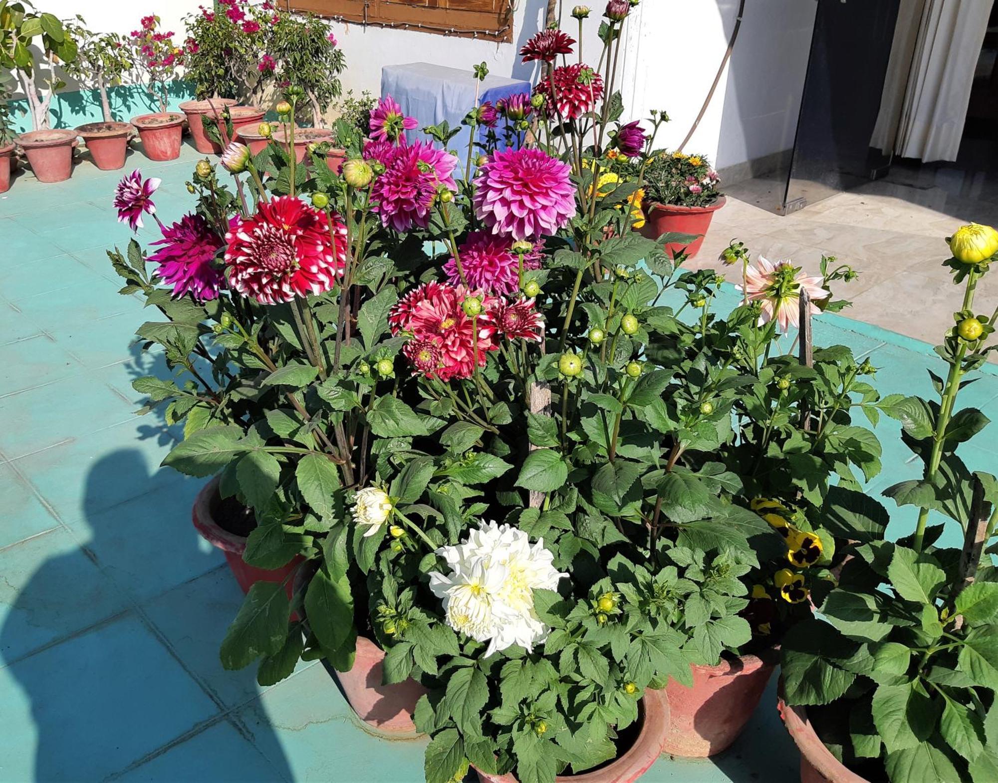 Fully Furnished Ish, Atithya Homestay With Various Amenities And Free Services In Lucknow, India Eksteriør billede