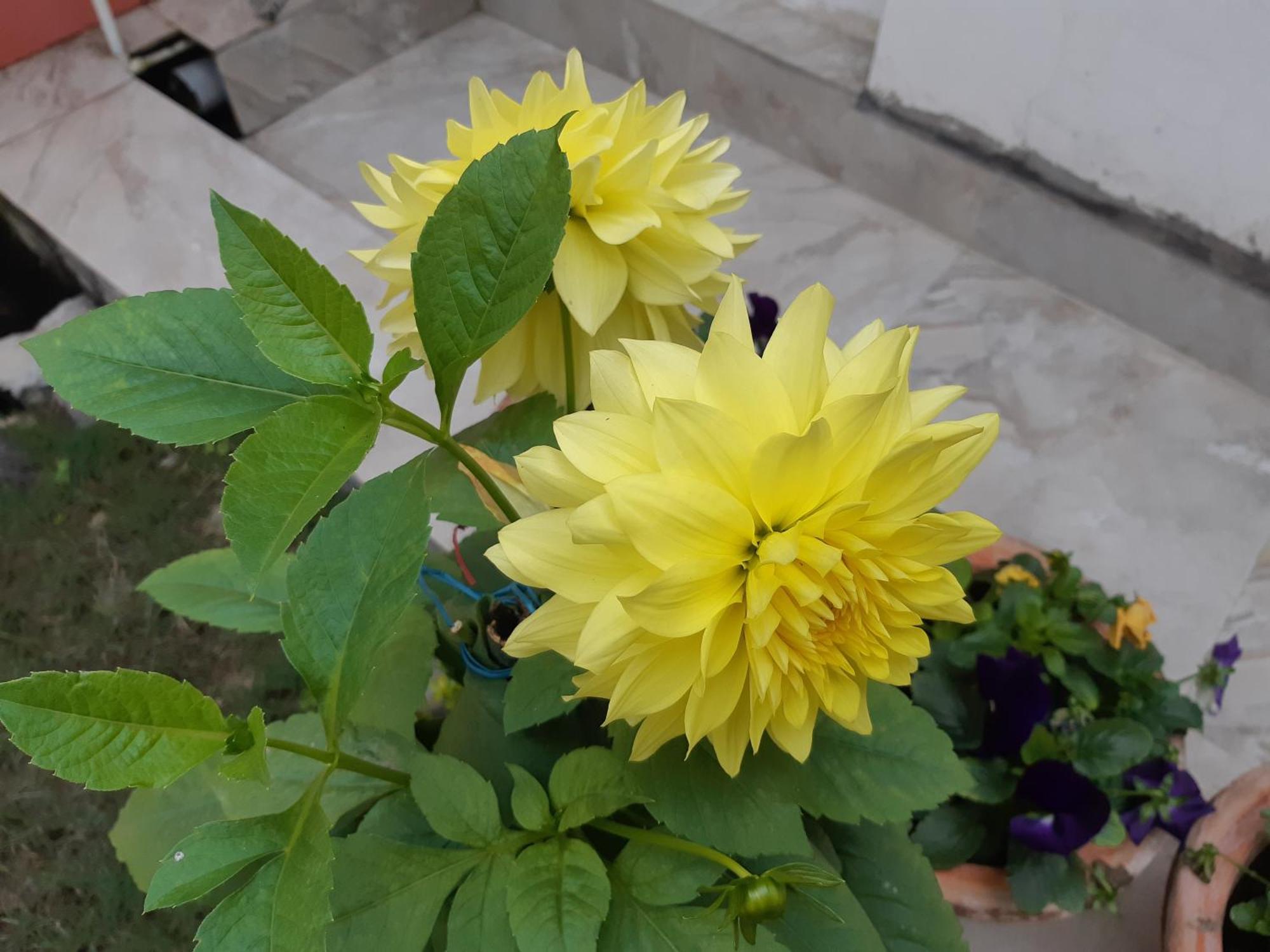 Fully Furnished Ish, Atithya Homestay With Various Amenities And Free Services In Lucknow, India Eksteriør billede